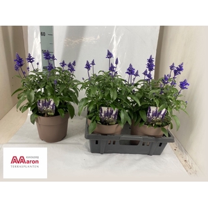 SALVIA FARINA BLUE