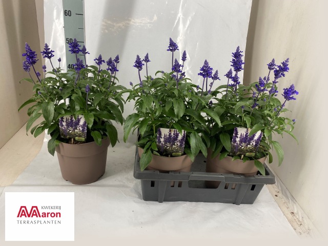 <h4>SALVIA FARINA BLUE</h4>