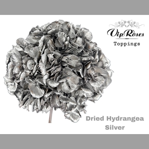 DRIED HYDRANGEA SILVER