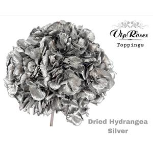 DRIED HYDRANGEA SILVER