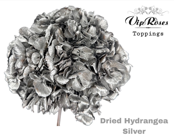 <h4>DRIED HYDRANGEA SILVER</h4>