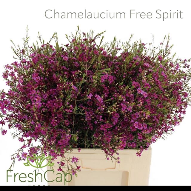 <h4>CHAME FREE SPIRIT</h4>