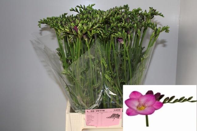 <h4>FR EN PINK PASSION</h4>