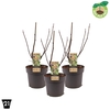 Ficus carica
