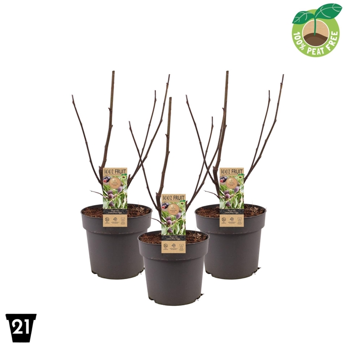 Ficus carica