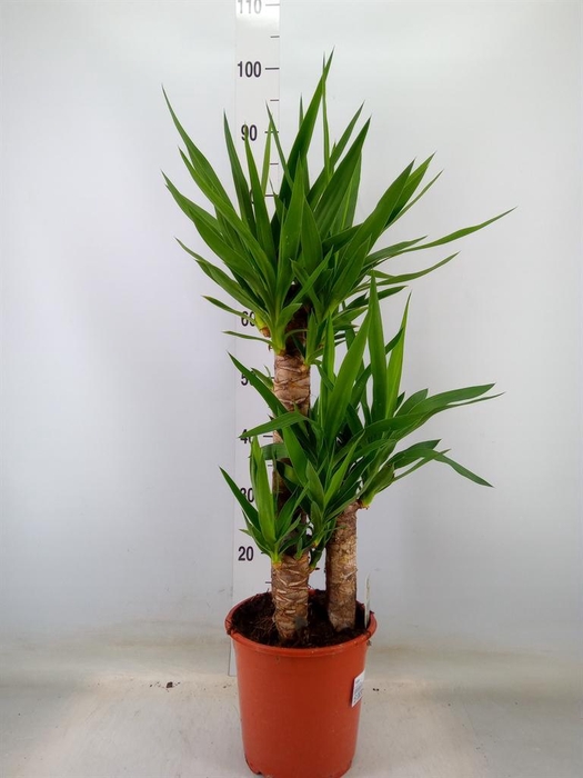 <h4>Yucca   ...</h4>