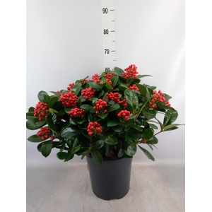 Skimmia jap. 'Veitchii'