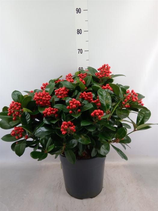 <h4>Skimmia jap. 'Veitchii'</h4>