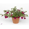 CALIB CA CHERRY ROSE
