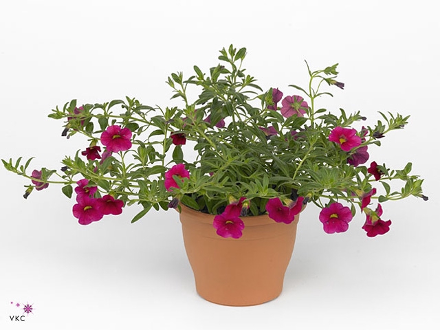 CALIB CA CHERRY ROSE