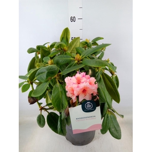 Rhododendron wardii 'Virg Richards'