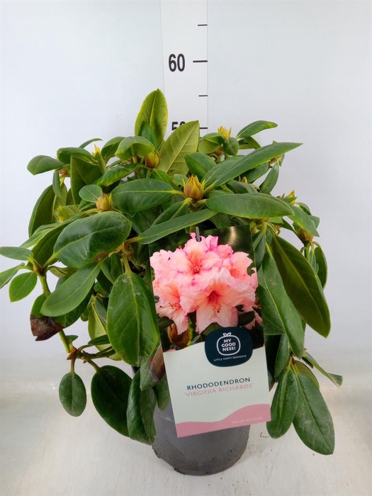 <h4>Rhododendron wardii 'Virg Richards'</h4>