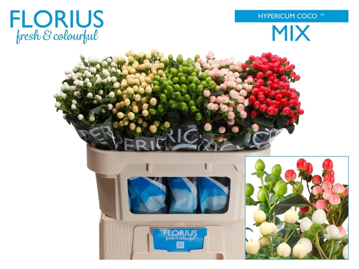 <h4>HYP COCO GEM</h4>