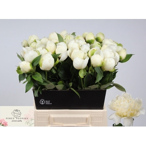 PAEO L BRIDAL SHOWER