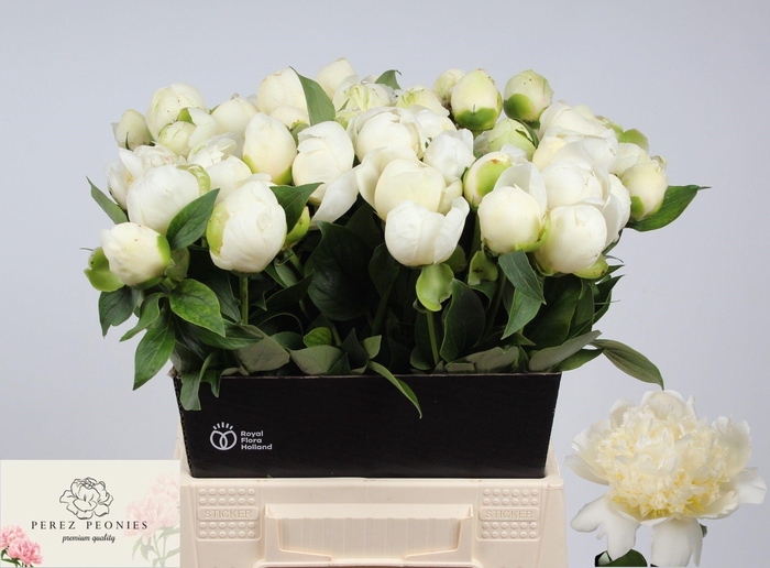 <h4>PAEO L BRIDAL SHOWER</h4>