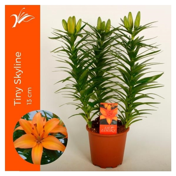 <h4>Lilium Tiny Skyline 13 cm (az. lelie)</h4>