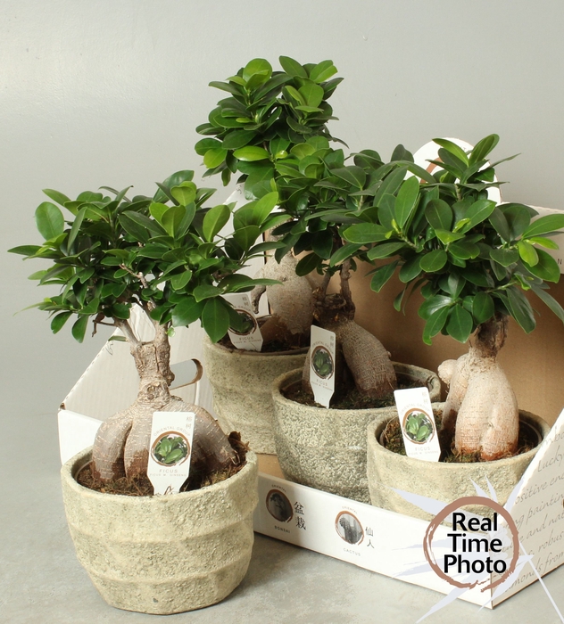<h4>FIC MI GINSENG</h4>