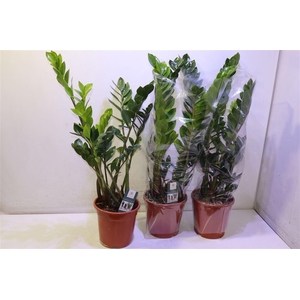 Zamio Zamiifolia