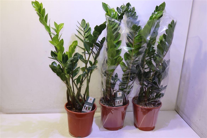 <h4>Zamio Zamiifolia</h4>