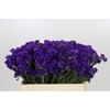 Limonium Sinuatum Navy Sun Birds