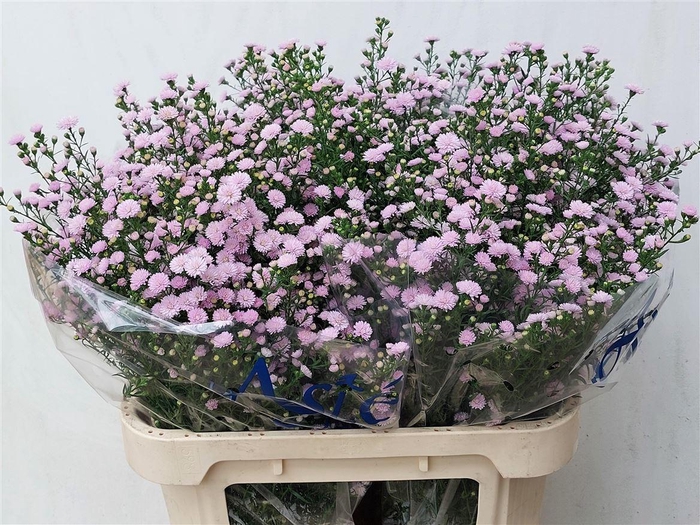 <h4>Aster Nb Astee Mb Pi Pearl</h4>