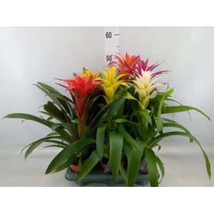 Guzmania   ...mix