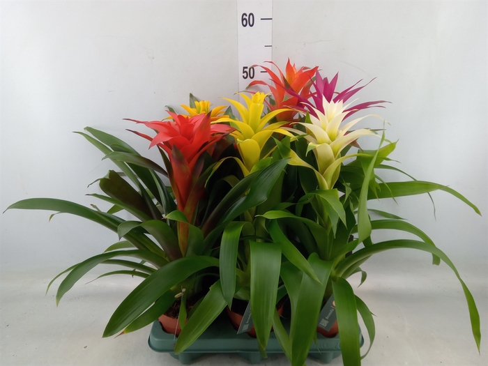 <h4>Guzmania   ...mix</h4>