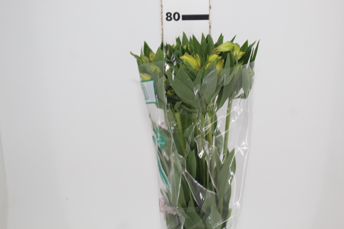 <h4>ALSTROEMERIA CARIBBEAN 080 CM</h4>