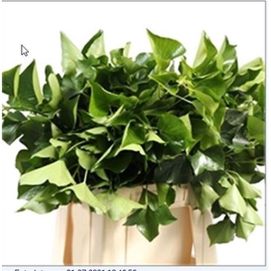 HEDERA H BLAD