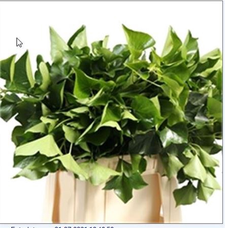 <h4>HEDERA H BLAD</h4>