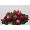 Protea Cynaroides Madiba