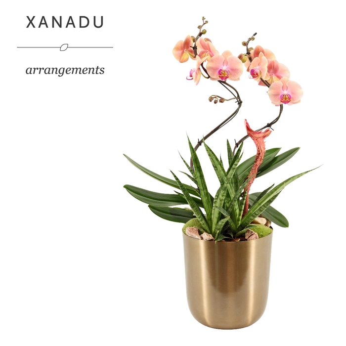<h4>Xanadu Athene</h4>