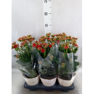 Kalanchoe  'Scarlet Red'