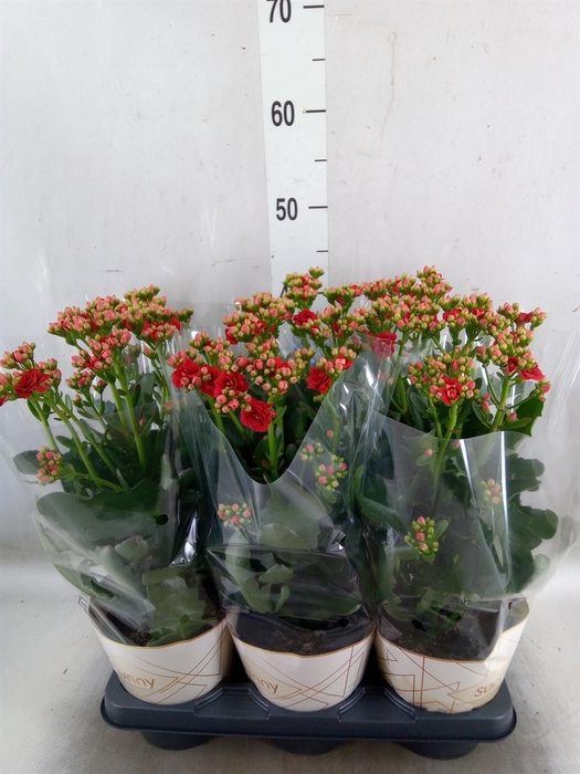 <h4>Kalanchoe  'Scarlet Red'</h4>