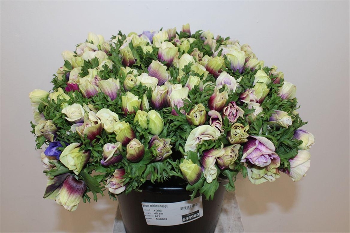 <h4>Anem Rainbow Happy</h4>