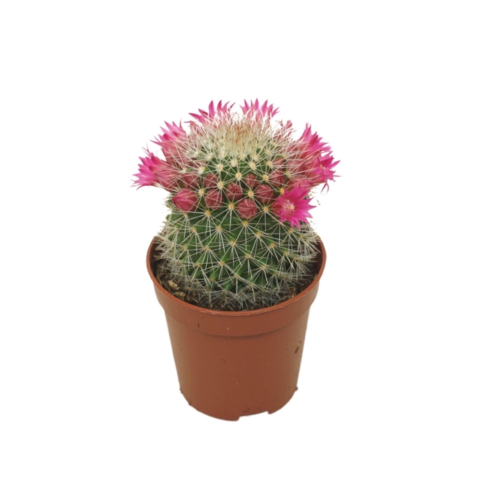 <h4>Mammillaria backebergiana subsp. er</h4>