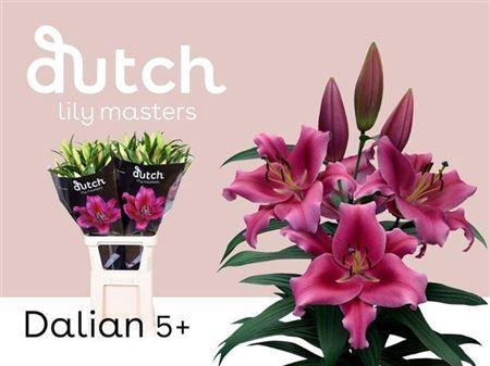 <h4>Li Ot Dalian</h4>