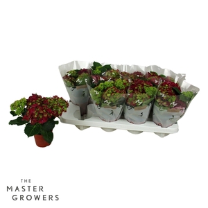 Hydrangea macr. 10cm Rood 3+bloem