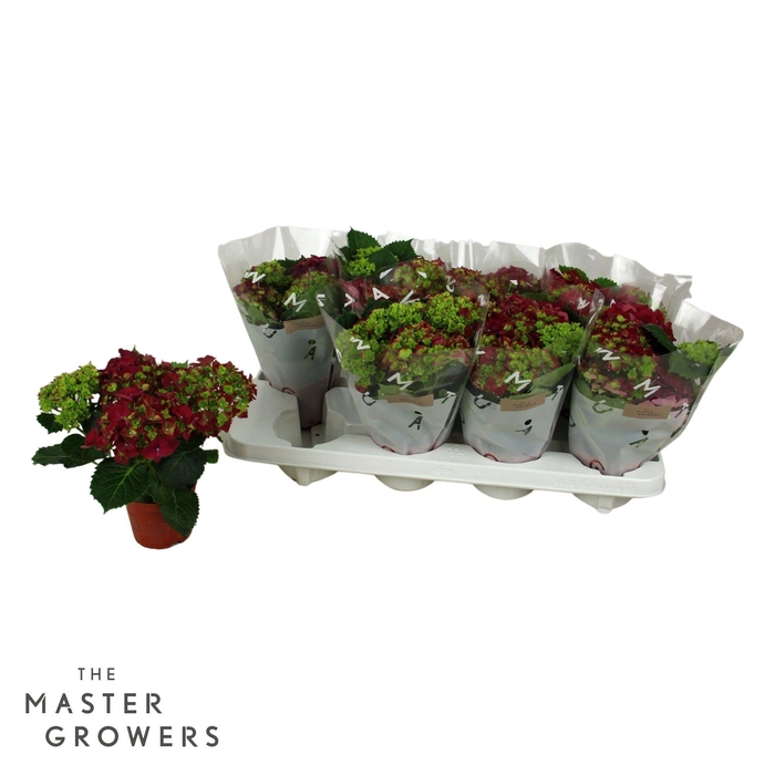 <h4>Hydrangea macr. 10cm Rood 3+bloem</h4>