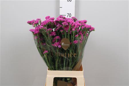 <h4>Lim S Heart Wings</h4>