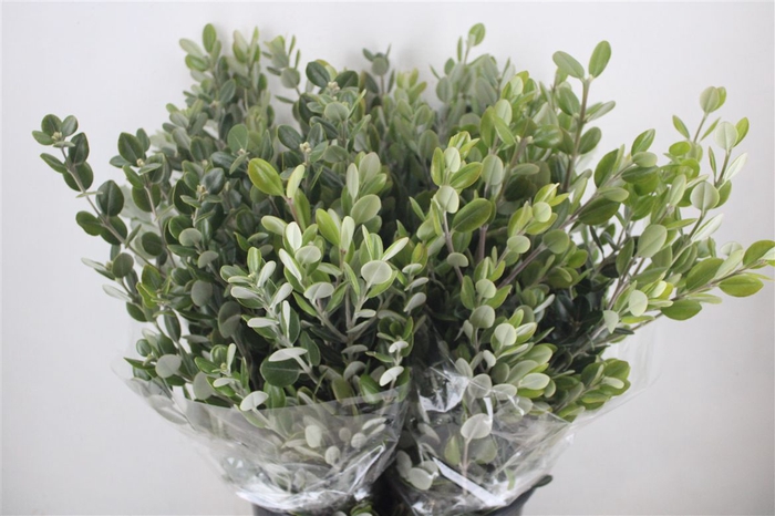 <h4>Pittosp Ralphi Leaves 200gr P Bunch</h4>