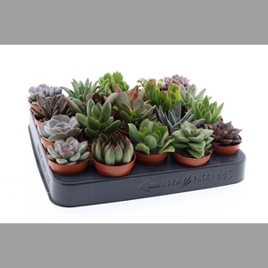 Succulents   ...
