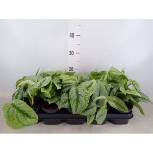 Scindapsus pictus 'Trebie'