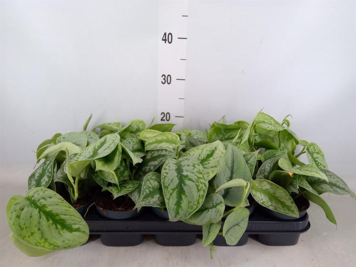 <h4>Scindapsus pictus 'Trebie'</h4>