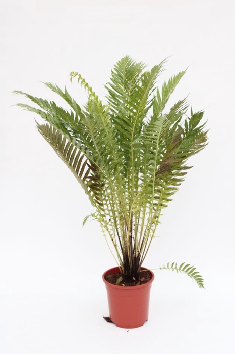 <h4>BLECHNUM GIBBUM SILVER LADY P23</h4>