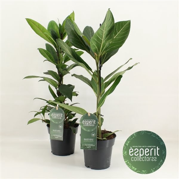 <h4>Ficus Collectorss Mix 2-3 srt.</h4>