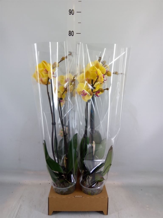 <h4>Phalaenopsis   ...yellow</h4>