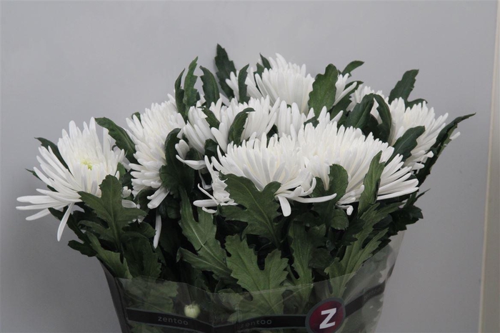 <h4>Chr G Topspin</h4>