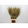 Calamagrostis Kl Bh Goud