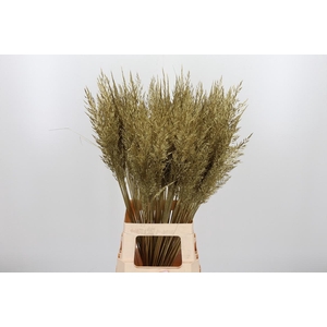 Calamagrostis Kl Bh Goud
